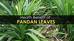 The Aromatic Pandan Leaves Often Find Culinary Uses In South Asian And Southeast Asian Kitchens Belonging To The Screwpine Genus It Deri Pandan Leaves Health