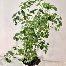 Image result for Polyscias guilfoylei