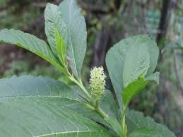 Image result for Hilleria latifolia