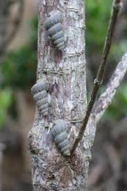 Image result for Rhizophora mucronata