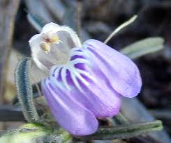 Image result for Meiosperma