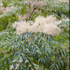 Image result for Araliaceae