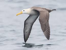 Waved Albatross - eBird