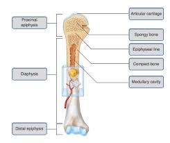 Rat Epiphyseal Growth Plate. (A-C) Zn Histochemistry, #2 Edta Sulfide... |  Download Scientific Diagram
