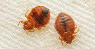 Image result for bed bugs
