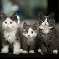 Siyah Beyaz Adli Kullanicinin Yavru Kediler Katzchen Panosundaki Pin Cute Kittens Sevimli Hayvan Yavrulari Cok Sirin Hayvanlar