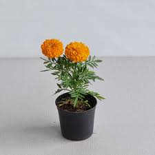 Image result for Tagetes erecta