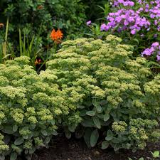 The two basic tricks are to pick plants that are suited to your site and allow them time to become established. Photo Essay 19 Of The Most Popular Perennials Perennial Resource