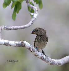 Can you think of a situation in which the medium ground finches would have a survival advantage over the cactus finches? A Gene That Shaped The Evolution Of Darwin S Finches