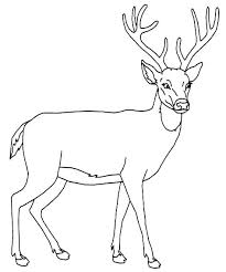 In return, we would like you to recommend us on your social network.… in this category, you will find excellent deer coloring pictures. Whitetail Deer Coloring Pages Novocom Top