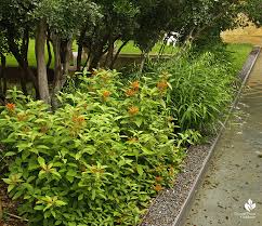 Sep 22, 2020 · but there are actually plenty of options you can grow so the deer go elsewhere to do their grazing. Mexican Honeysuckle Central Texas Gardener