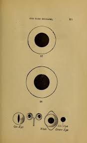 Sizes Of Artificial Eyes The Home Mechanic And Complete