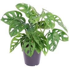 The most well known form of obliqua is the one from peru, often described as being more holes than leaf but there are forms in the obliqua complex with little to no fenestration such as the bolivian type. 1 X Unique Monstera Obliqua Monkey Leaf Potted Air Purifying 20 30cm Houseplant 5059442009022 Ebay