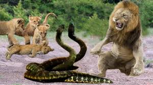 King lion vs giant snake real fight to death amazing video that show about great fight between anaconda with lions (king of jungle), it is a rarely seen video that happen by natural. Lions Vs King Cobra Fight To Death Lion Cubs Escaped From Snake Hunting And Returned With Mother Youtube