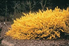 Gold Tide Forsythia Monrovia Gold Tide Forsythia Monrovia Plants Front Yard Plants Shrubs For Landscaping