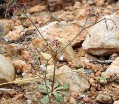 Image result for Afrobrunnichia erecta