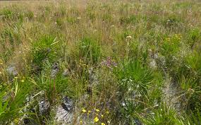 Image result for Orthochilus ruwenzoriensis