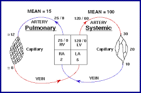 Pulmonary And Systemic Circulation Flow Chart