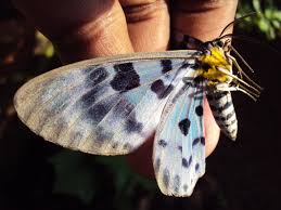 Image result for Dysphania procera