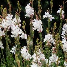 Image result for Oenothera lindheimeri