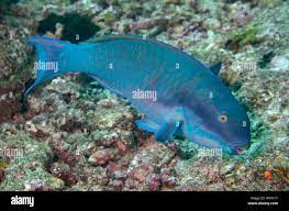 Steephead Parrotfish, Chlorurus microrhinos, Blue Magic dive site, Mioskon,  Dampier Strait, Raja Ampat, West Papua, Indonesia Stock Photo - Alamy