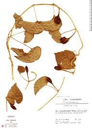 Image result for Ipomoea violacea