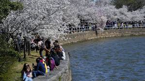 Maybe you would like to learn more about one of these? Cherry Blossom Crowds Roller Coaster Return News From Around Our 50 States