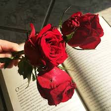 Pin By Cecialfieri On Scorpio Moon Red Aesthetic Rose Tumblr Aesthetic Roses