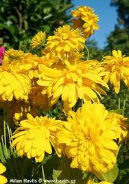 Rudbeckia Laciniata Yellow Flowers Plants Shrubs
