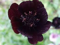 A Flower That Smells Like Chocolate Cosmos Atrosanguineus Or Chocolate Cosmos Has Such Dark Maroon Flowers Tha Chocolate Cosmos Purple Orchids Unique Plants