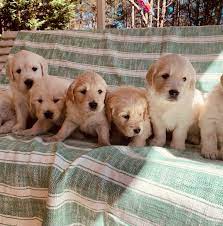 Maybe you would like to learn more about one of these? Colby Kristin Anderson Has Golden Retriever Puppies For Sale In Denver Nc On Akc Puppyfinder Retriever Puppy Golden Retriever Puppies