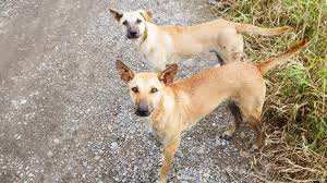 Image result for Rabies