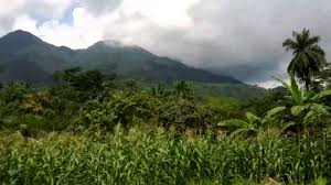 We did not find results for: Beautiful African Landscape From Cameroon Forest Mountain Trees Youtube