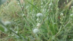 Image result for Pseudoconyza viscosa