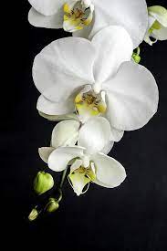 Pin On Flowers