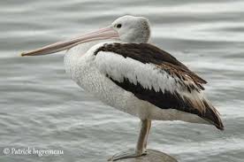 Australian Pelican Pelican Australian Beach Scenes