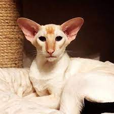 Flame Point Siamese Oriental Shorthair Cat Oriental Shorthair Cats Oriental Shorthair Cat Breeds