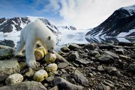 10 Of The Smartest Animals On Earth Animals Are Beautiful People Animals Polar Bear