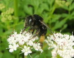 Image result for Anthephora cristata