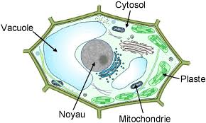 Cellule Vegetale Cellule Vegetale Cellules Vegetal