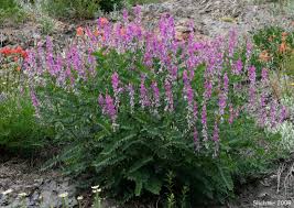 Image result for Hedysarum