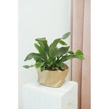 Image result for parožnatka Platycerium