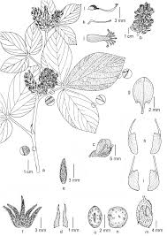 Image result for Eriosema rhynchosioides