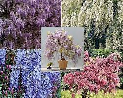 Different Colors Of Pampas Grass Cortaderia Selloana 100 500 1000 5000 Or 10 000 Seeds Wisteria Plant Tall Potted Plants Plants