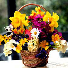 Wallpaper Ipad Ipad 2 1024x1024 Daffodils Hydrangea Muscari Freesia Viola Bunch Basket Flowers Background Downlo Muscari Flowers Bulb Flowers Daffodils