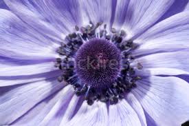 Affordable and search from millions of royalty free images, photos and vectors. Purple Flower Stock Photos Stock Images And Vectors Stockfresh