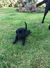 Black And Tan Labrador Puppies For Sale Kc Registered Labrador Puppies Lincoln Lincolnshire Pets4homes Labrador Puppy Labrador Labrador Retriever Puppies