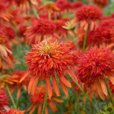 Echinacea Summer Salsa Pflanzen Orange Sonnenhut