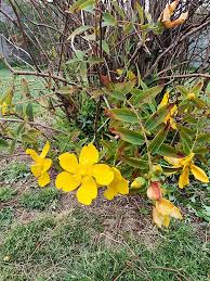 Image result for Hypericum quartinianum