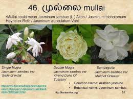 Flowers name list in tamil. 99 Tamil Flowers Kurunjipaatu Flowers 41 50 Indian Flowers Flower Names Trees To Plant